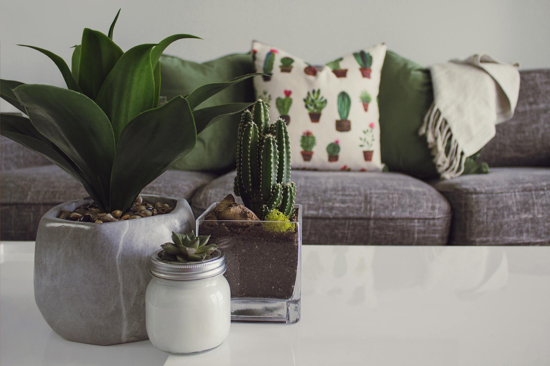 A white table with a candle, a potted succulent, and a cactus. A gray sofa with green pillows and a cactus-patterned cushion is in the background.