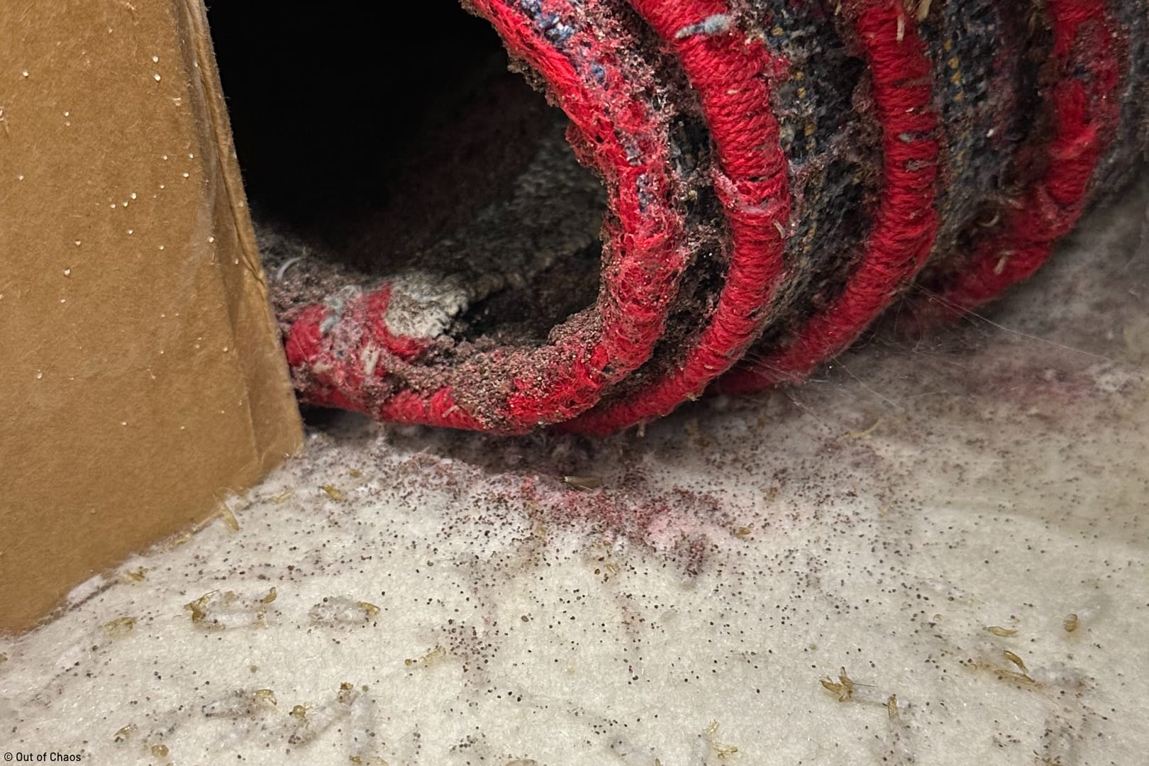 close up view of moth larvae in wool carpet that was rolled up in a basement representing how delays don't pay